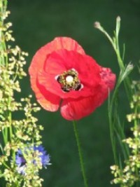 billede blomst kropsbiologisk coaching